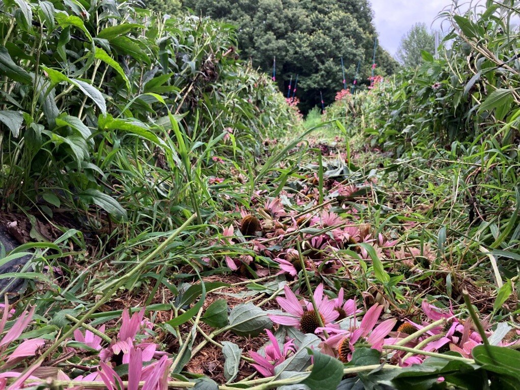 【農場だより】エキナセアの花を刈り取ります！